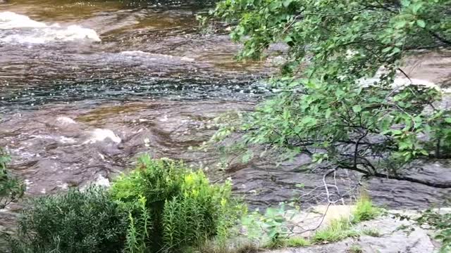 Deer Fawn Takes a Dive off 50 Foot Waterfall