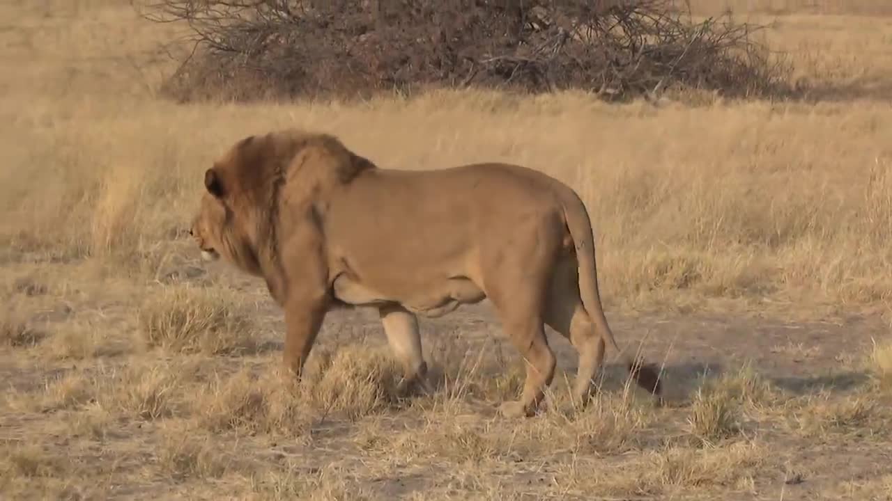 LIONS VS HYENAS - Clash of Enemies