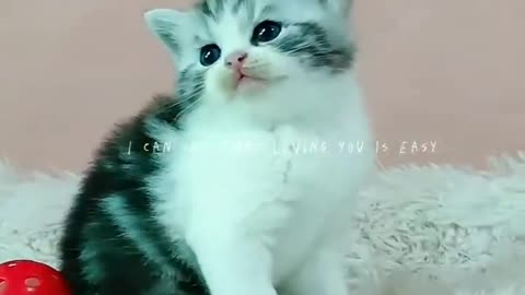 lovely cat