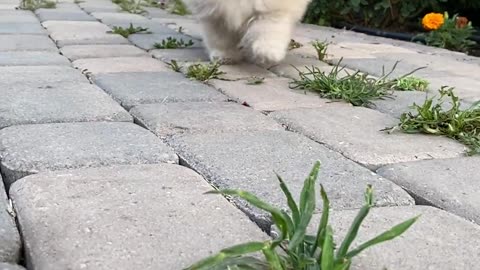 Cute puppy running towards camera