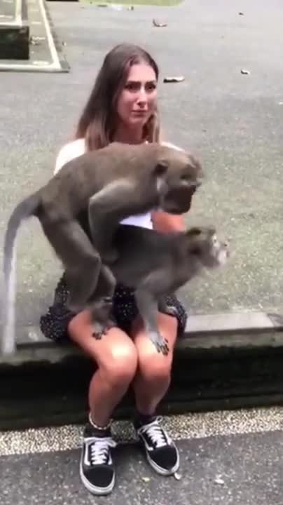 Monkey Business