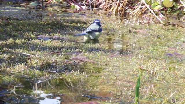 Watch and enjoy how the goldfinch cleans itself in the small pool on the edge of the forest