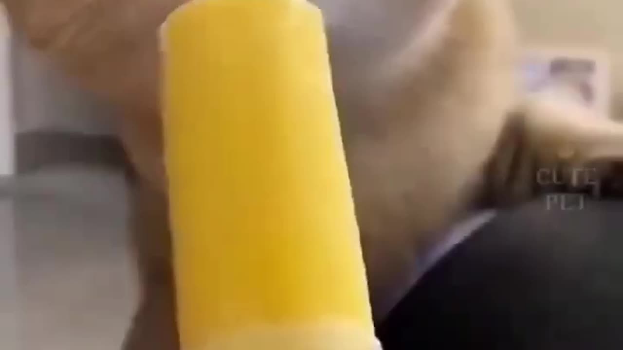 Cat funny video follow me
