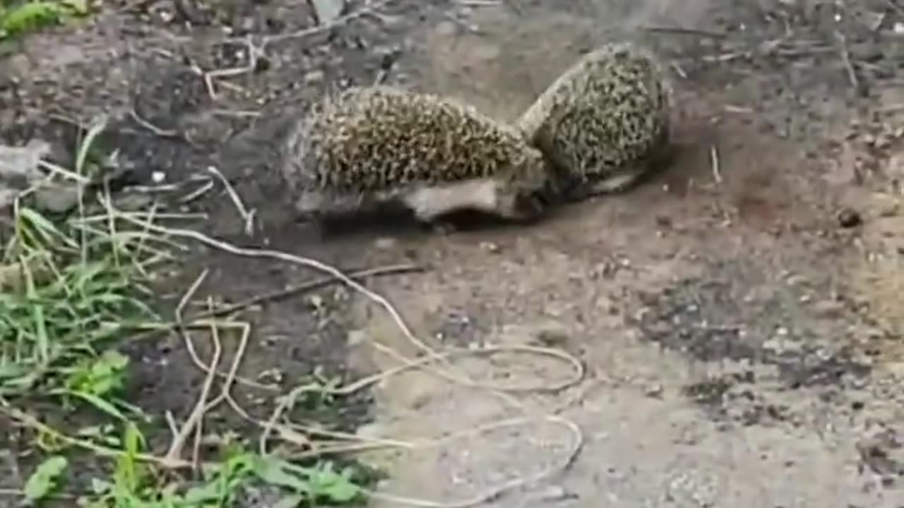 Funny Cats and Dogs Videos