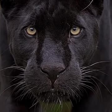 Encounter with a Rare and Majestic Black Leopard in the Forest