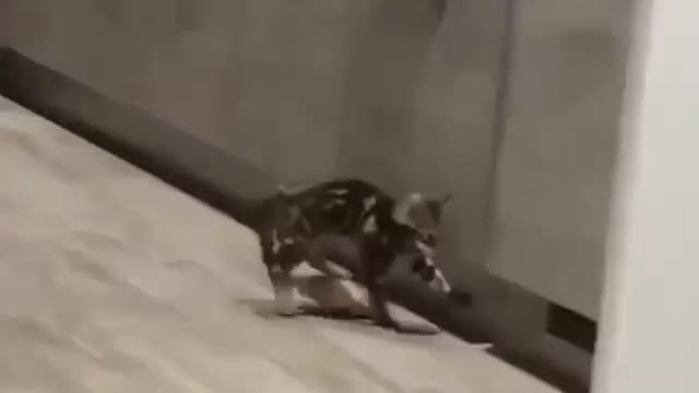 Cute kitten play with his toys