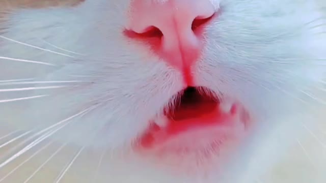 Cat's crying funny videos!