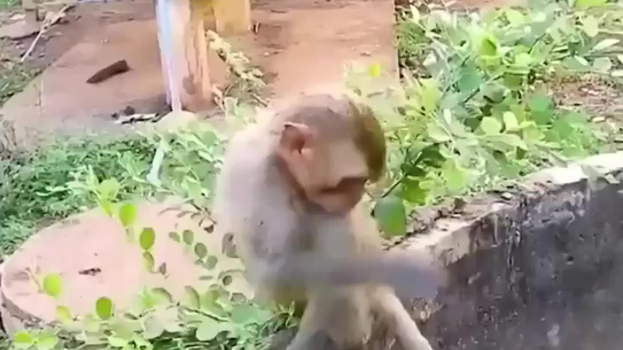 Monkey 🐒 help dog