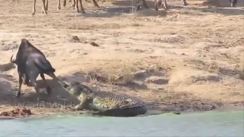 The 10 most powerful scenes of crocodile attack on animals