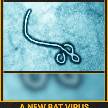 A NEW BAT VIRUS RAISES ALARM: Equatorial Guinea Reports 9 Marburg Deaths, W.H.O. Calls for an Emergency Meeting... Yeah Sure...