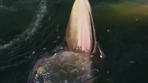 Nature beauty Whale Eats little Fishes