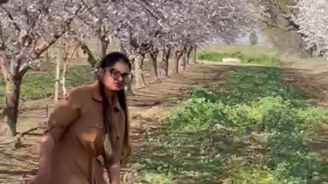 Almond Flowers