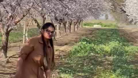 Almond Flowers