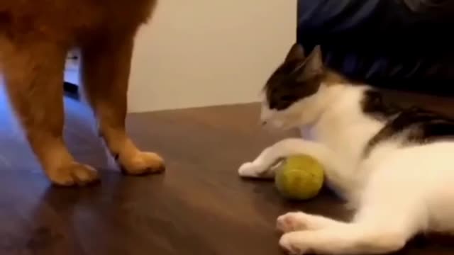 Cute Dog and Cat 400$