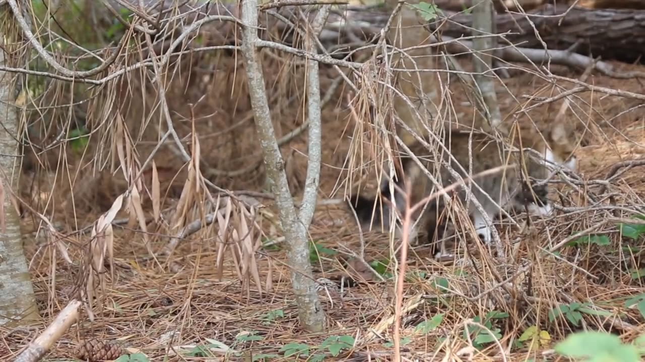 What a beautiful forest cat is moving beautifully in the forest