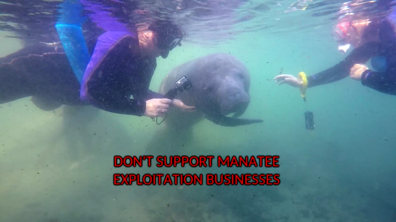 say NO to swimming with manatees in Crystal River, Florida