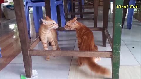 Cats Fighting and Meowing - These Two are Bloody Brothers | Viral Cat