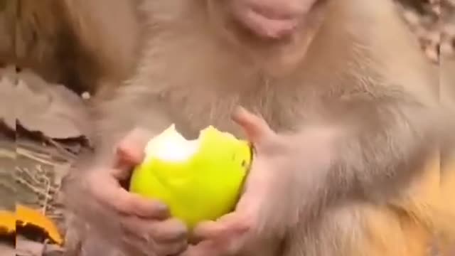 The baby monkey eating its fruit