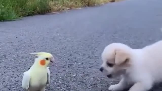 funny videos of dogs and birds