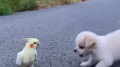 funny videos of dogs and birds