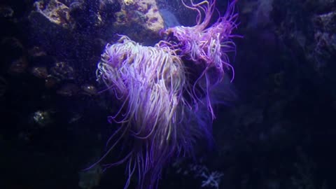 Sea Anemone Clinging On Rocks Underwater