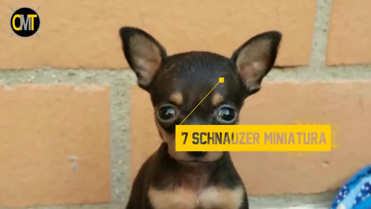 10 Miniature Dog Breeds You Won't Believe Exist