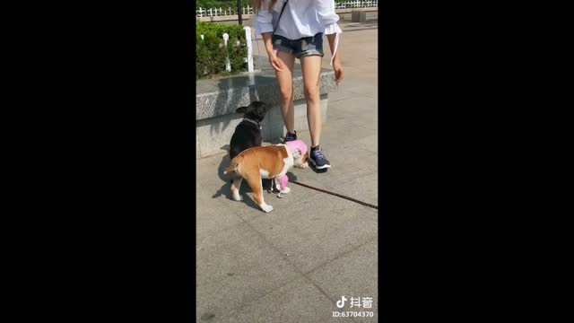 Tiktok Puppies| Funny & Cute Puppies 2021