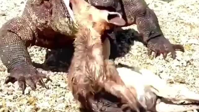 Komodo feeds