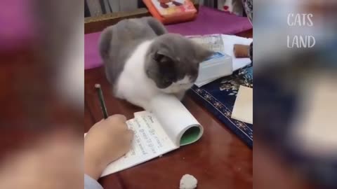 Play with cute cat