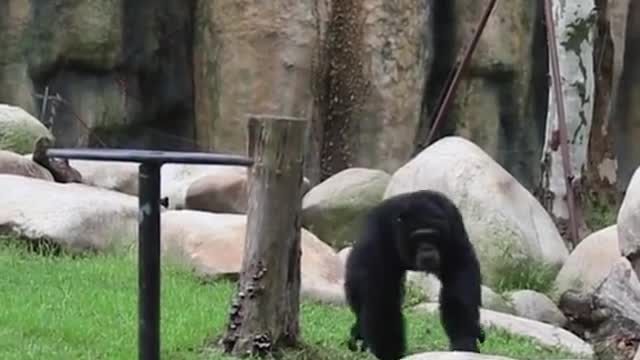 cute#lovely#monkey