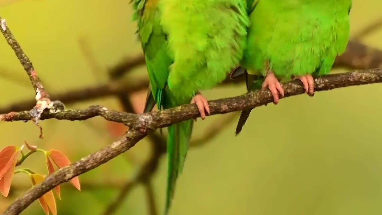 तोता तोड़ती का प्यार भरा लम्हा