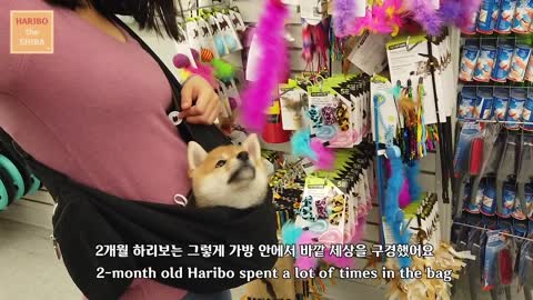 Shiba Inu from Puppy to Adult (8 weeks to 1 year)