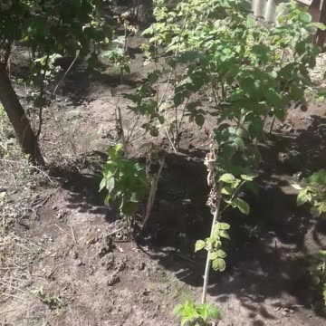 Raspberry Patrolling