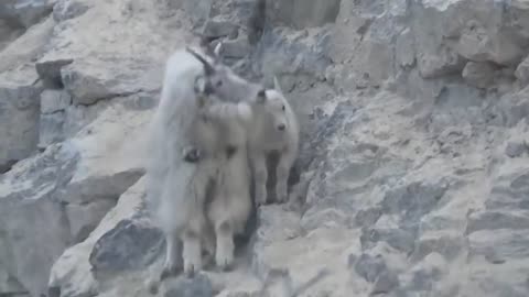 Bear hunting Goat