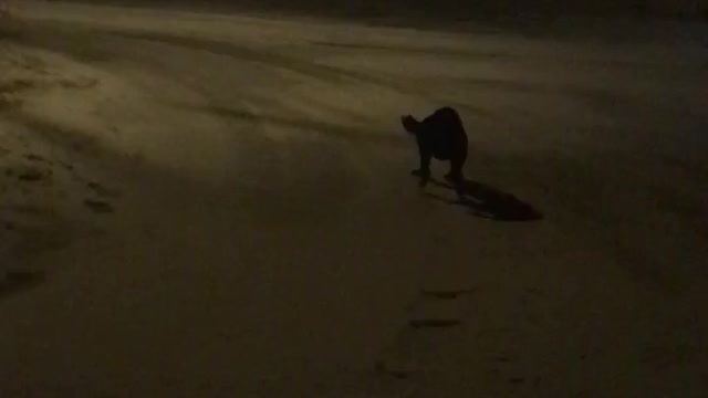 Black lab happy sliding on the ice