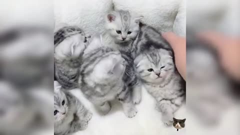 Cute cat video (48), cute and funny kitty, funny cat