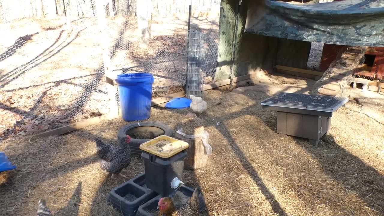 Any chance chickens would like beef tamales in chili sauce?