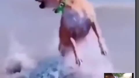 Dog found fish in Lake but🤫