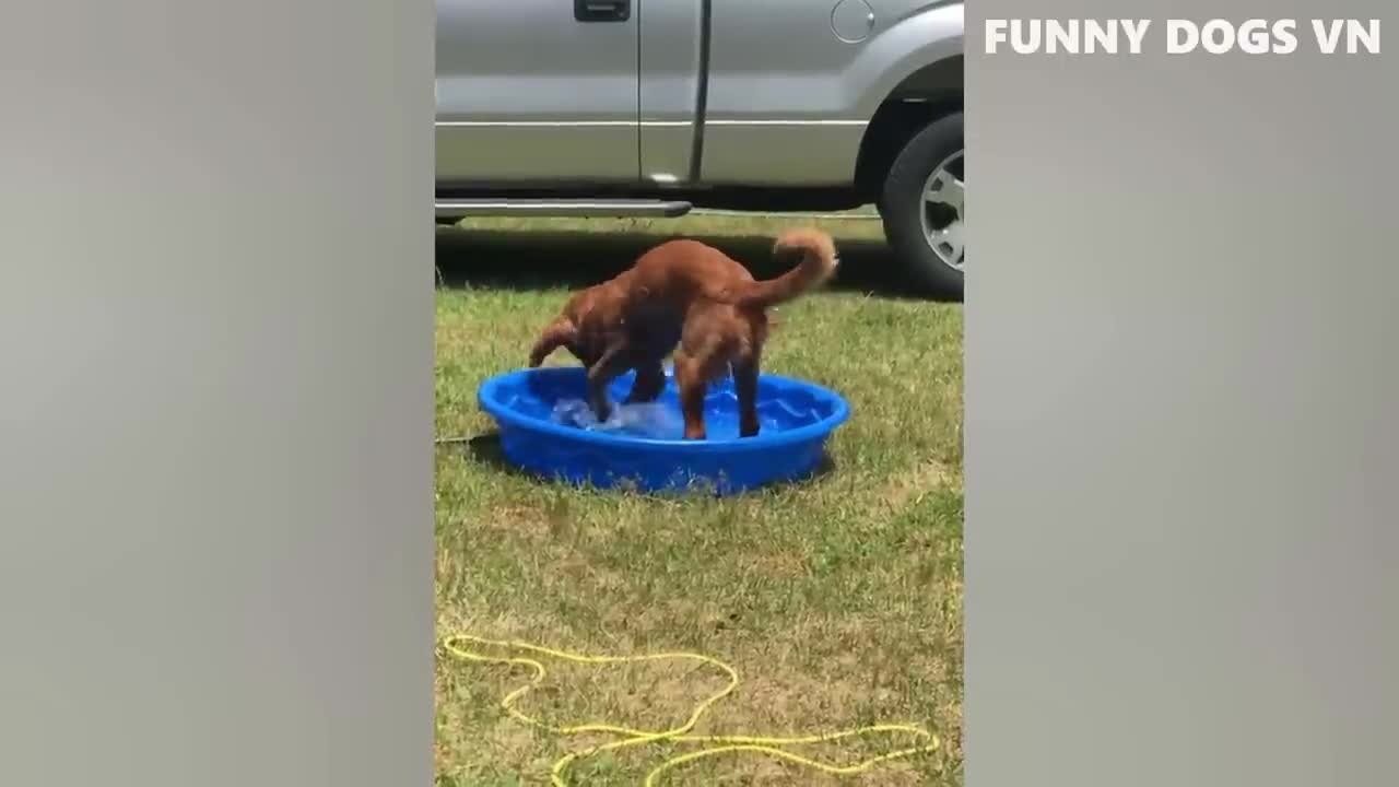 Funniest video