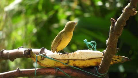 Yellow bird digging a banana