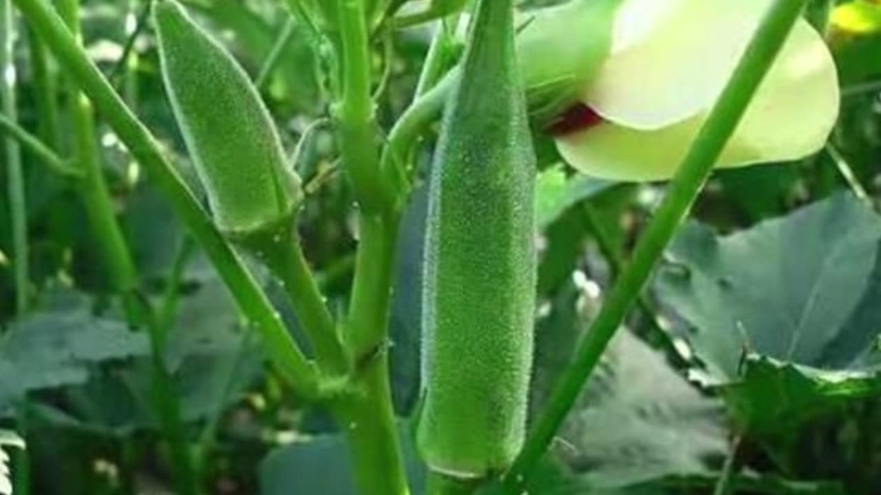 Health Benefits of Bhindi, Okra or Ladyfinger