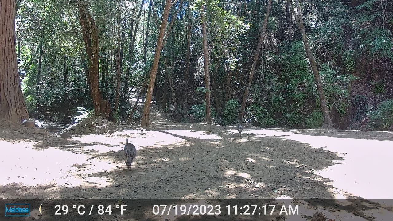 Morning Stroll with the Family