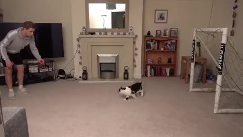 Cat Playing Video