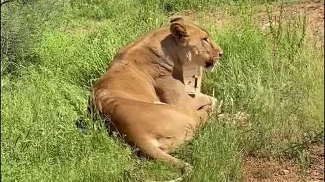 The lion lay on the ground playing with cardboard