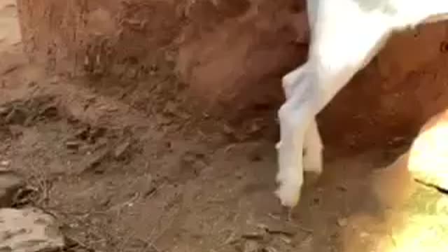 Best comedy goat
