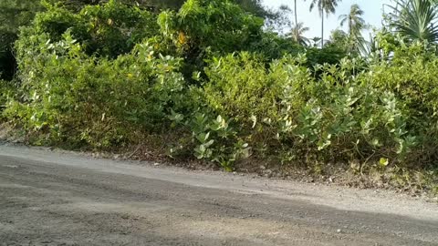 Pengembala sapi lembu jinak, Sapi paling sehat dan lucu di dunia, berjalan melew