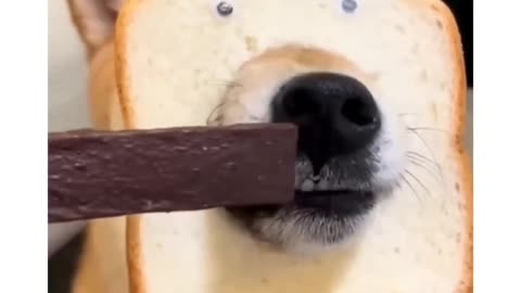 funny dog