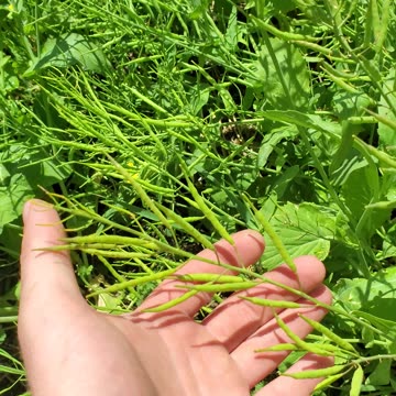 "Let-tuce" Feed the Bees :)