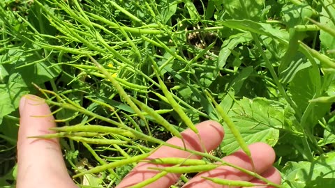 "Let-tuce" Feed the Bees :)