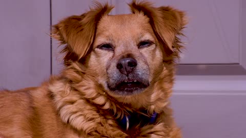 Funny Dog Video - Funniest Animals Planet